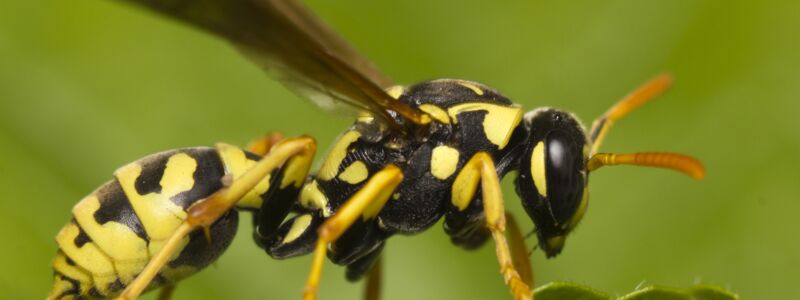 Wasp sideways in a close-up