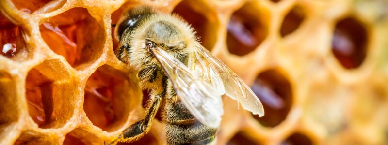 Bee on a honeycomb in the hive