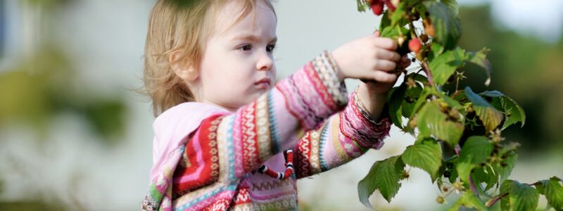 Kleines Mädchen pflückt Johannisbeeren im Garten