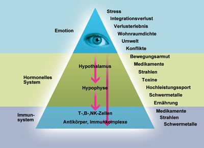 Pyramid of the factors that influence the immune system